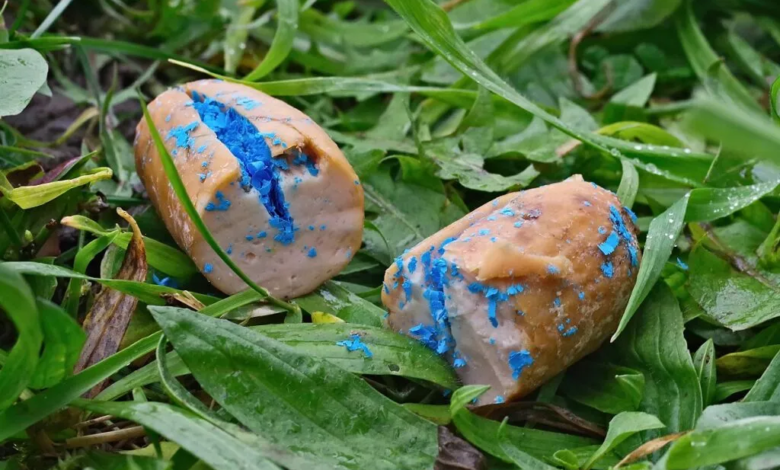 Muerte silenciosa: El veneno (en forma de cebo) en la vía pública, una trampa mortal que no distingue entre una mascota y un nene.