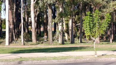 Cerca de la tragedia: A pocos metros de este tronco circulaba una vecina y dos ciclistas; la suerte evitó lo que la gestión no pudo.