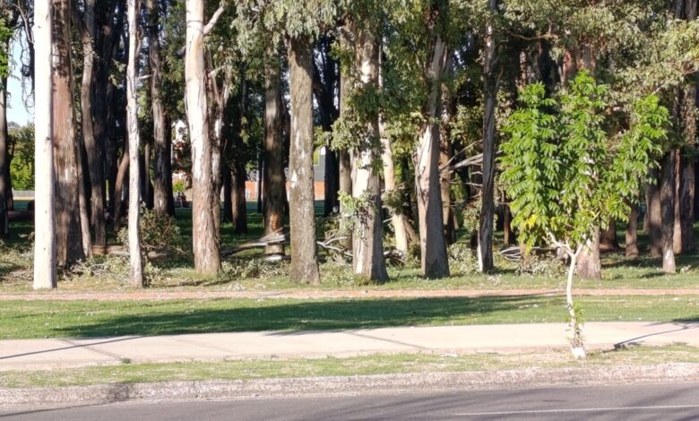 Cerca de la tragedia: A pocos metros de este tronco circulaba una vecina y dos ciclistas; la suerte evitó lo que la gestión no pudo.