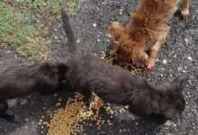 Un nuevo comienzo: El objetivo es que estos "callejeritos" reciban sus vacunas y encuentren una familia responsable antes de que su salud empeore.