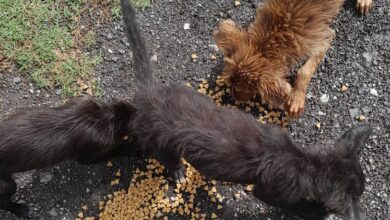 Un nuevo comienzo: El objetivo es que estos "callejeritos" reciban sus vacunas y encuentren una familia responsable antes de que su salud empeore.