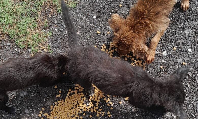 Un nuevo comienzo: El objetivo es que estos "callejeritos" reciban sus vacunas y encuentren una familia responsable antes de que su salud empeore.