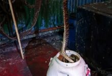 Registro del hallazgo: El ejemplar de Yarará capturado en el sector de puerto; los trabajadores destacaron su gran tamaño. Foto: gentileza de ‘’El Faro’’