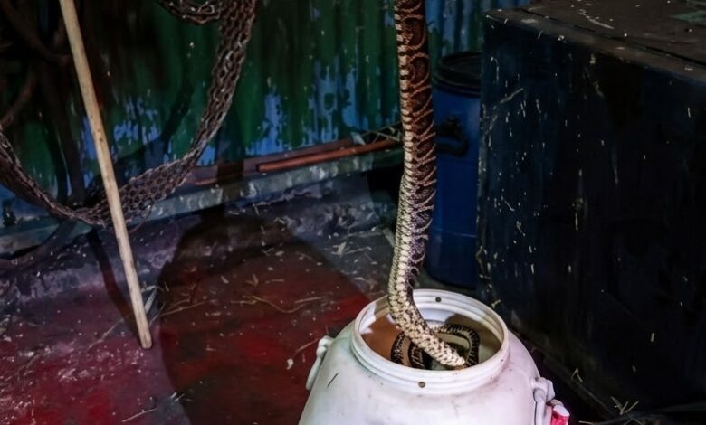 Registro del hallazgo: El ejemplar de Yarará capturado en el sector de puerto; los trabajadores destacaron su gran tamaño. Foto: gentileza de ‘’El Faro’’