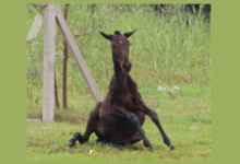 Alerta vecinal: La imagen de la potranca sin poder levantarse en Comirsa movilizó a la comunidad local.