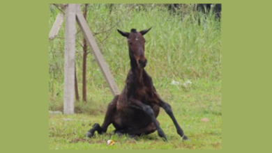 Alerta vecinal: La imagen de la potranca sin poder levantarse en Comirsa movilizó a la comunidad local.
