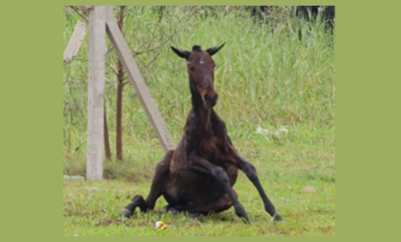 Alerta vecinal: La imagen de la potranca sin poder levantarse en Comirsa movilizó a la comunidad local.