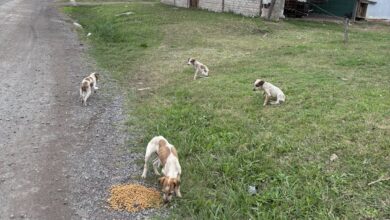 La imagen captada por un vecino en las afueras de barrio Mitre expone a los ejemplares dispersos sobre el camino de tierra mientras intentan alimentarse. Foto: vecino de Barrio Mitre.
