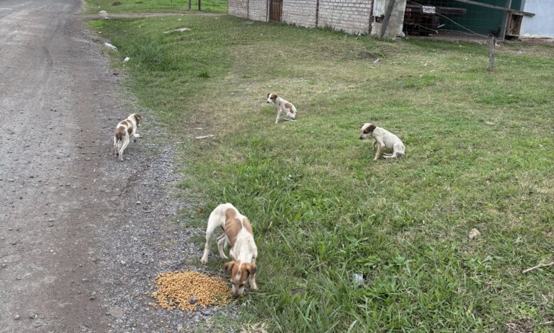 La imagen captada por un vecino en las afueras de barrio Mitre expone a los ejemplares dispersos sobre el camino de tierra mientras intentan alimentarse. Foto: vecino de Barrio Mitre.