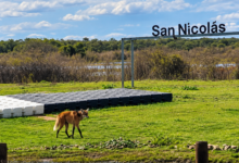 El aguará guazú fue captado mientras transitaba por la zona costera de la ciudad, en las cercanías del arroyo Yaguarón, luego volvió a su habitad natural. Fotos: Cosa Cierta IA.