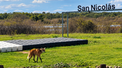 El aguará guazú fue captado mientras transitaba por la zona costera de la ciudad, en las cercanías del arroyo Yaguarón, luego volvió a su habitad natural. Fotos: Cosa Cierta IA.