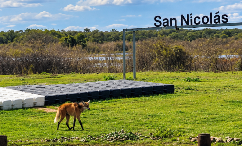 El aguará guazú fue captado mientras transitaba por la zona costera de la ciudad, en las cercanías del arroyo Yaguarón, luego volvió a su habitad natural. Fotos: Cosa Cierta IA.
