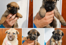 Los cinco cachorros tienen aproximadamente 35 días de vida y, según estiman desde la ONG, serán de tamaño mediano en el futuro. Foto: Mundo Patitas