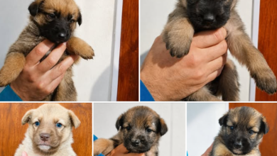 Los cinco cachorros tienen aproximadamente 35 días de vida y, según estiman desde la ONG, serán de tamaño mediano en el futuro. Foto: Mundo Patitas