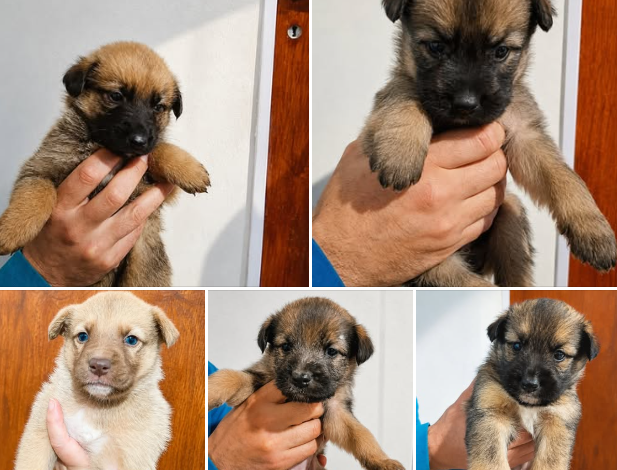 Los cinco cachorros tienen aproximadamente 35 días de vida y, según estiman desde la ONG, serán de tamaño mediano en el futuro. Foto: Mundo Patitas